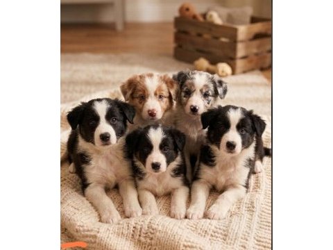 Sağlık ve ırk garantili border collie yavrular