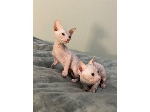 Ozyfelınes seçkin sphynx yavruları