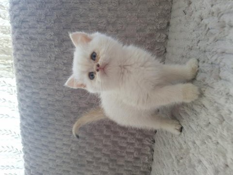 British shorthair yavru için ulaşın