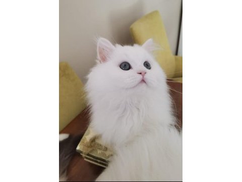 Yakışıklı kedimiz behlül