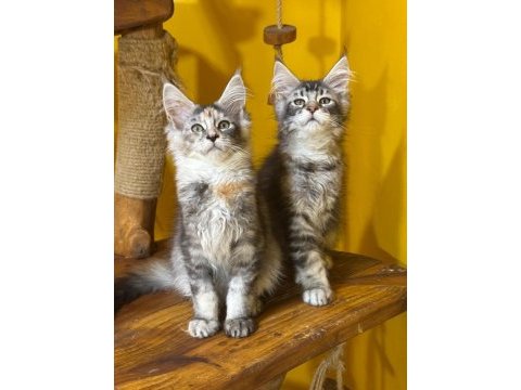Türkiyenın en geniş referansına sahip kan hattı maine coon