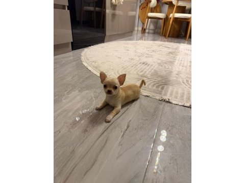 Orijinal elma kafa chihuahua