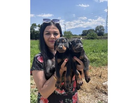 Üst kalite king doberman yavrularım