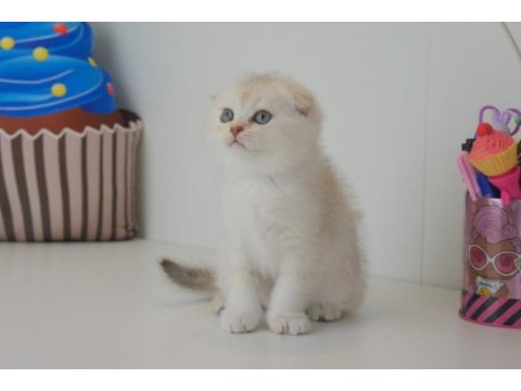 Scottish fold silver safkan yavrumuz
