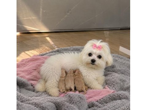 0 beden maltipoo yavruları (özel dizayn)