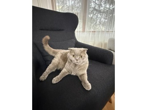 Kedimiz happy yeni sahibini arıyor