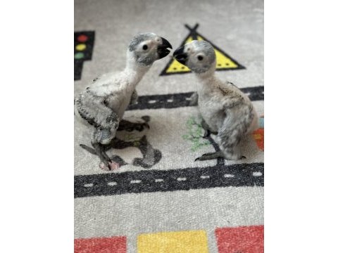 Bebek jako papağanı kırmızı kuyruk 2 aylık