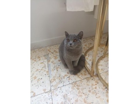 8 aylık safkan dişi kedimiz