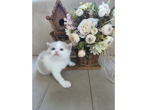 Nadir bulunan renklerden fawn bi color british