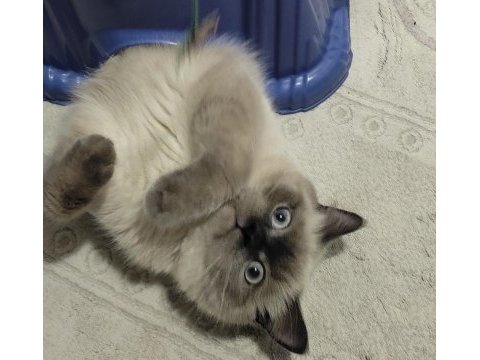 British longhair blue point cinsi 9 aylık erkek