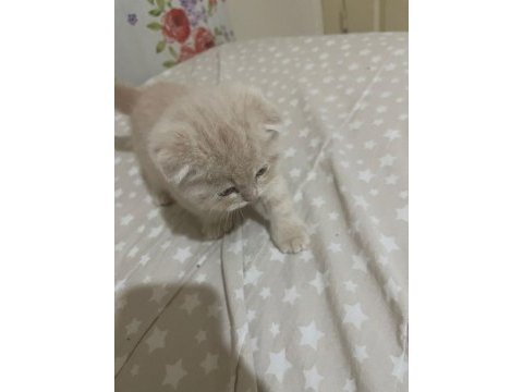 2025 doğumlu scottish fold bebekler yeni yuvalarını bekliyor