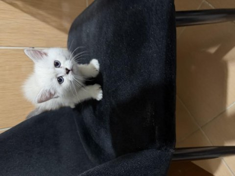 British shorthair paşam hazır