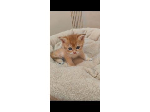 British shorthair ve british longhair