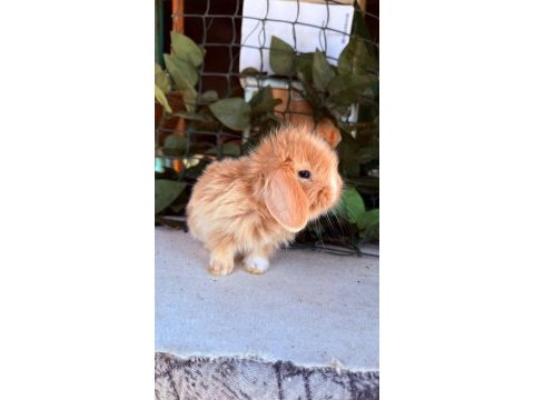 Safkan hollanda teddy lop yavru tavşan
