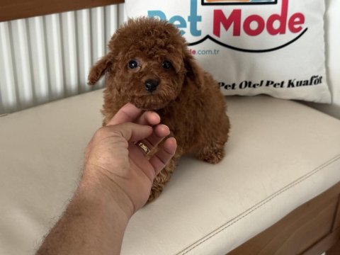 Petmode köpek çiftliğinde ziyarete açık tea cup poodle