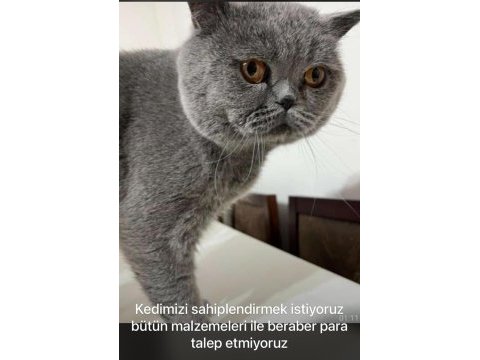 British shorthair kedisi