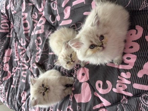 Biblo british longhair yavrular