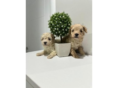 0 numara maltipoo