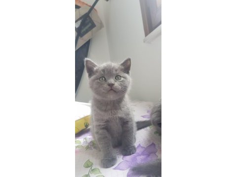 2 aylık british kedilerimize yuva arıyoruz