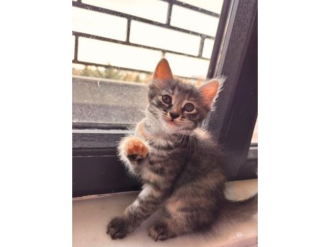 3 minik tekir bebeğe ömürlük yuva