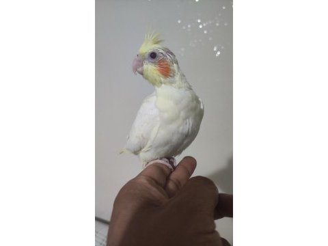 Evcil bebek sultan papağanlar