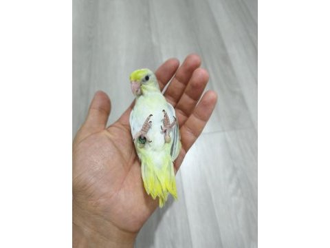Yavru forpus papağanı