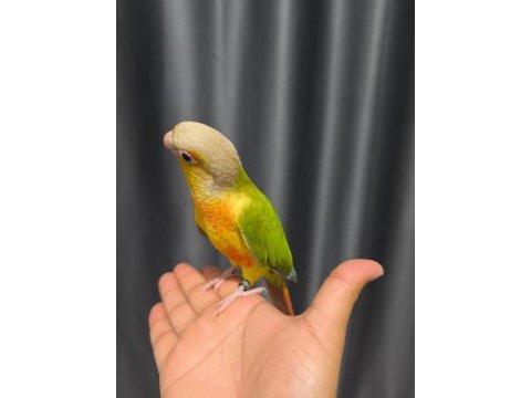 El besleme evcil konur papağanı