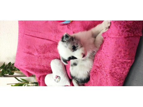 Border collie