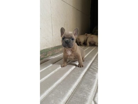 A kalite french bulldog
