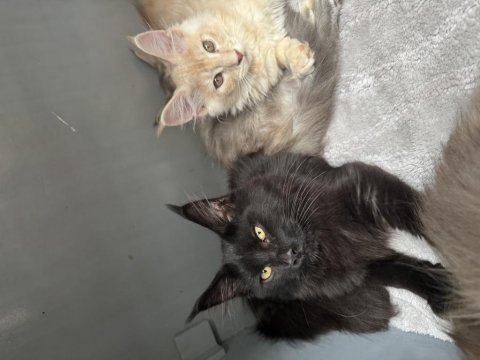 Black aşkı maine coon