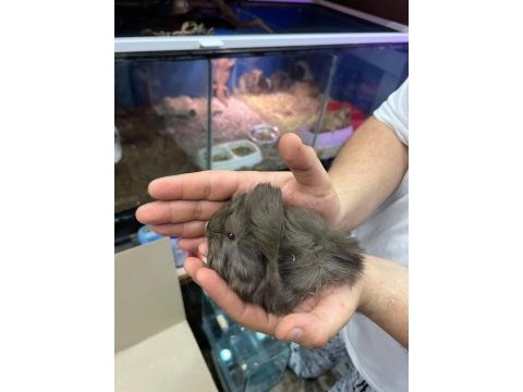 Prehistoricpets garantisi ile guinea pig