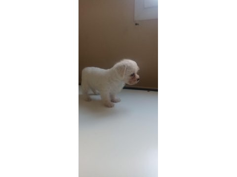 Dişi 50 günlük terrier