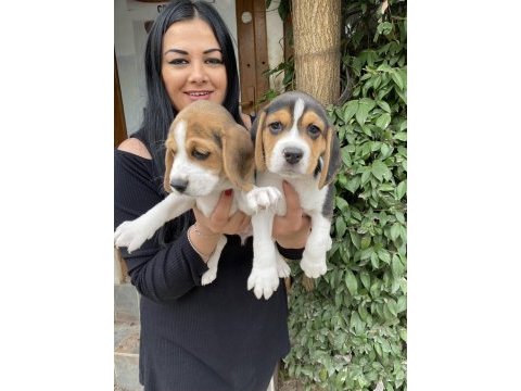 Elizabeth beagle yavrular