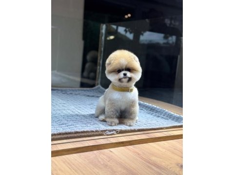 Pomeranian boo mini erkek yavrumuz