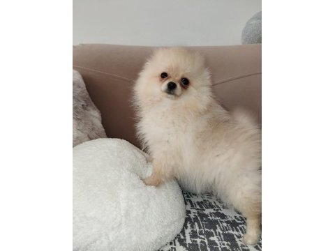 27. 01.2025 doğumlu dişi pomeranian boo alanya