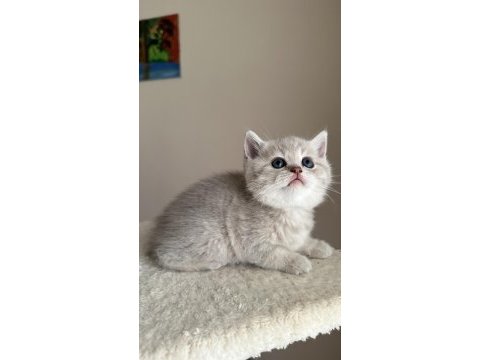 3 aylık erkek british shorthair
