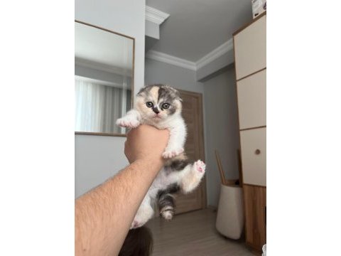 Biblo tricolor dişi scottish fold yavrumuz