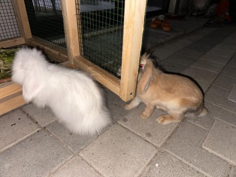 5 aylık hollanda lop tavşanı