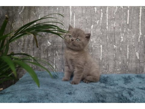 Show class blue yakışıklı british shorthair