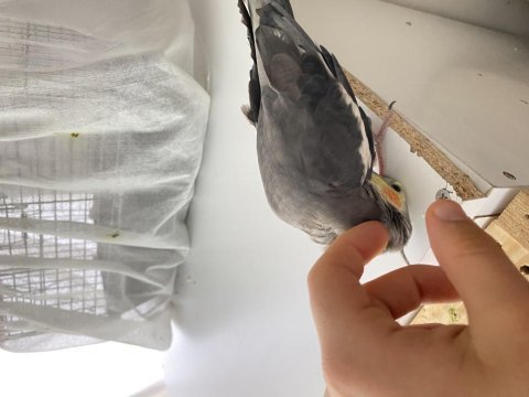 Erkek sultan papağanı konuşan isteyene video atılır