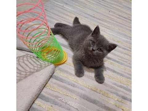 Yeni yuvasına hazır kedimiz