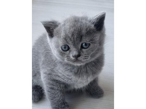 British dişi ve erkek british shorthair yavrular