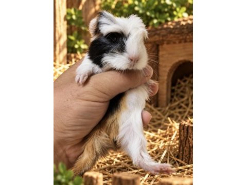 Safkan coronet ginepig bebekler