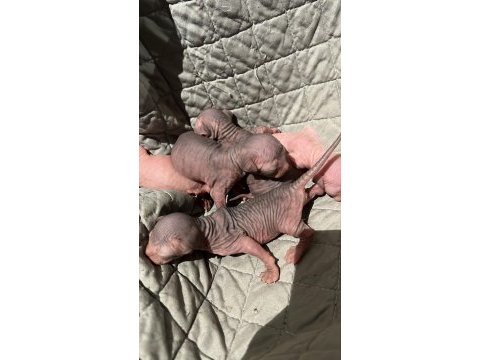 Sfenks yeni doğdular 3 dişi 3 erkek