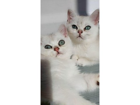 British shorthair 2 aylık dişi yavrular