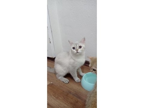 Ücretsiz sahiplendirme british shorthair