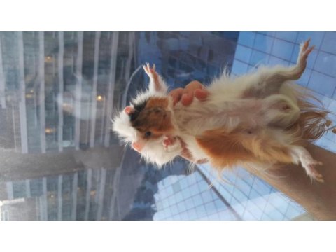 5 aylık cesur guinea pig pixar