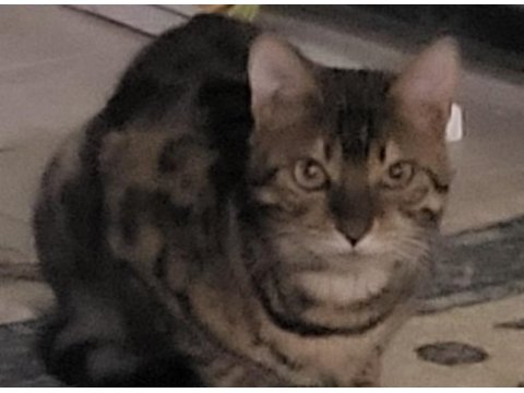 Bengal saf kan orijinal