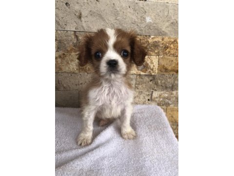 Üst düzey kaliteli cavalier king charles bebekler