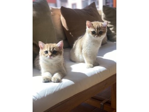 British shorthair golden